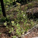 Phacelia mutabilis Habitat