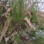 Tamarix parviflora 整株植物