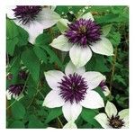 Clematis florida Kvet