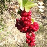 Smilax aspera Fruit