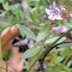 Thymus pulegioides Liść