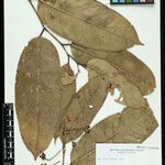 Eschweilera bracteosa Yaprak