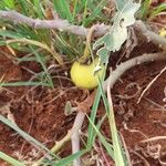 Solanum incanum Fruit