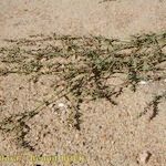 Polygonum aviculare Habit