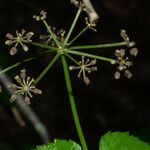 Thaspium trifoliatum Frucht