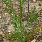 Volutaria tubuliflora Leaf