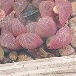Haworthia cooperi Blatt