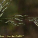 Eragrostis virescens Blomst