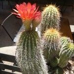 Echinopsis huascha Hábito