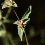 Elephantopus elatus Blomma