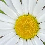 Leucanthemum ircutianum Кветка