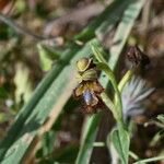 Ophrys speculum Blodyn