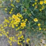 Senecio pterophorus Flower