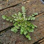 Taraxacum erythrospermum Alkat (teljes növény)
