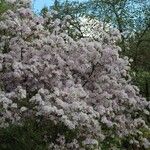 Rhododendron yunnanense Habitat