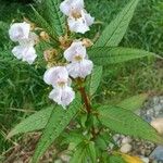 Impatiens glanduliferaCvet