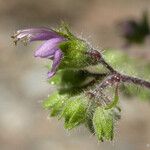 Trichostema simulatum Flor