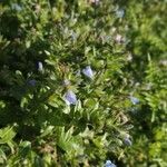 Echium parviflorum Flor