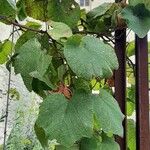 Vitis labrusca Φύλλο