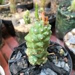 Euphorbia ritchiei Fulla