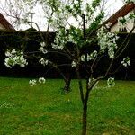 Prunus avium Агульны выгляд