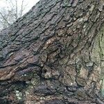 Alnus serrulata Corteza