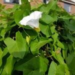 Calystegia silvaticaLeaf