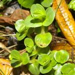 Bacopa salzmannii Habitus