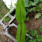 Arisaema triphyllumBlad