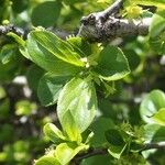 Rhamnus saxatilis Fuelha