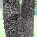 Combretum collinum Bark