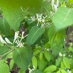 Lonicera morrowii Лист