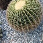 Echinocactus grusonii Leaf