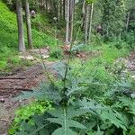 Cirsium alsophilum Leaf