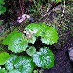 Pericallis steetzii