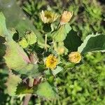 Sonchus oleraceusFlower