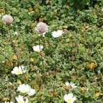 Armeria pungens Habit