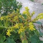 Sedum dendroideumFlower