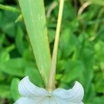 Nicotiana longiflora Кветка