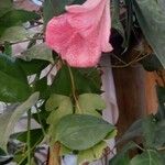 Lapageria rosea Flor