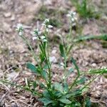 Polygala amarella Bloem