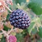 Rubus ulmifolius फल