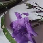 Ruellia simplexFlower