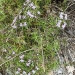 Drypis spinosa Fula