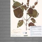 Croton tchibangensis Sonstige