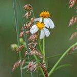 Bidens pilosa Cvet