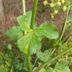 Smyrnium olusatrum Leaf