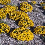 Zinnia grandiflora Habitat