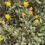 Hertia cheirifolia Flors