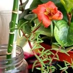 Portulaca pilosa Flors